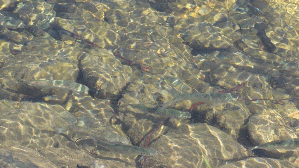 How many smolts can you find in this picture?