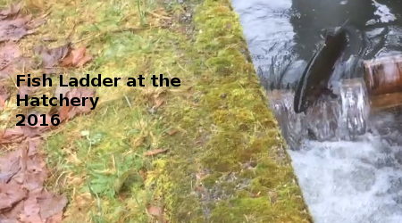 Link to Fish Ladder at Hatchery 2016Video