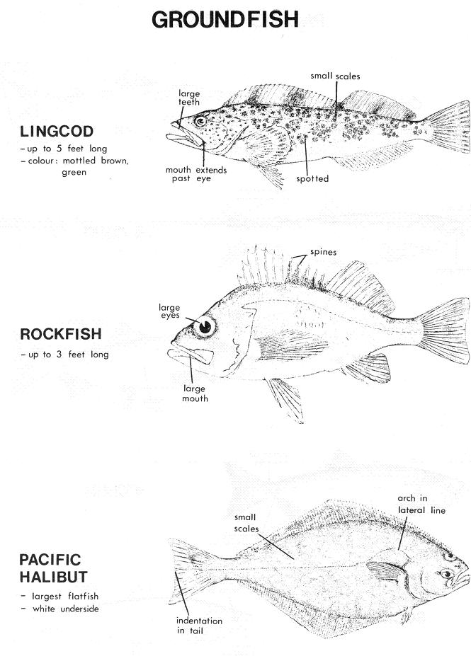 Chart of Ground Fish