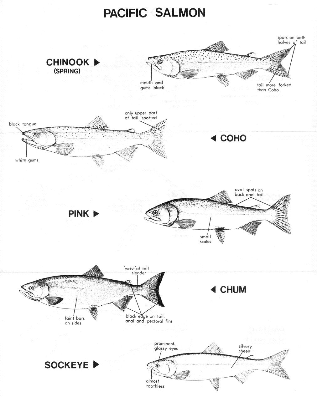 Chart of Salmonid Species