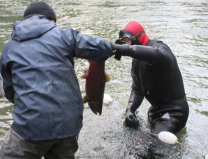 Salmon take