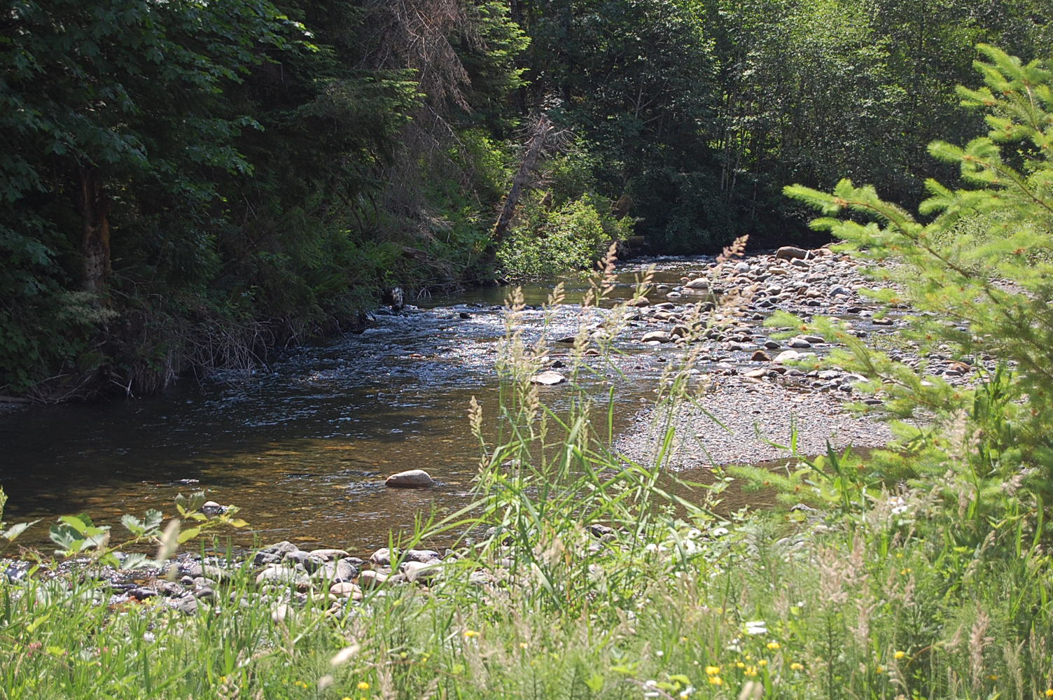 Wilfred Creek