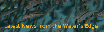 Fish image with words: Latest News from the Water's Edge