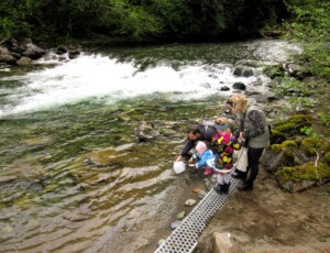 family releases smolt