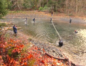 Seine set in Rosewall