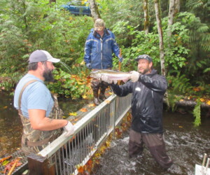 Both coho and chum wild fish are captured on the creek and their eggs raised to supplement the natural population as a part of the conservation hatchery strategy