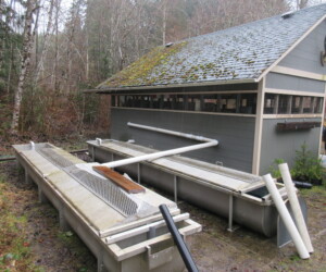 When fry are ready, they emerge from raising tanks to Capilano troughs to finish their growth