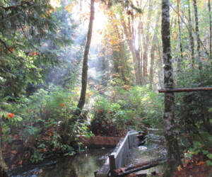 Wilford Creek produces wild Coho, Chum and pink salmon and is the sight of our first Hatchery